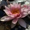 Latour-marliac Plantes De Bassin | - Nymphaea 'leviathan' - nénuphar mature en racines nues
