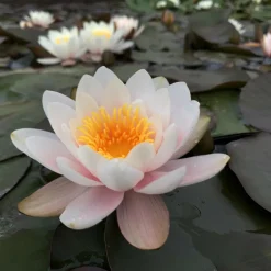 Latour-marliac - Nymphaea 'madame bory ' - nénuphar mature en racines nues Best