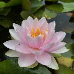 Latour-marliac Plantes De Bassin | - Nymphaea 'madame wilfron gonnère' - nénuphar mature en racines nues