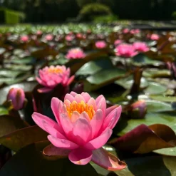 Latour-marliac - Nymphaea odorata rubra - nénuphar mature en racines nues Sale