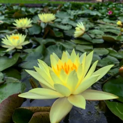 Latour-marliac Plantes De Bassin | - Nymphaea 'odorata sulphurea' - nénuphar mature en racines nues