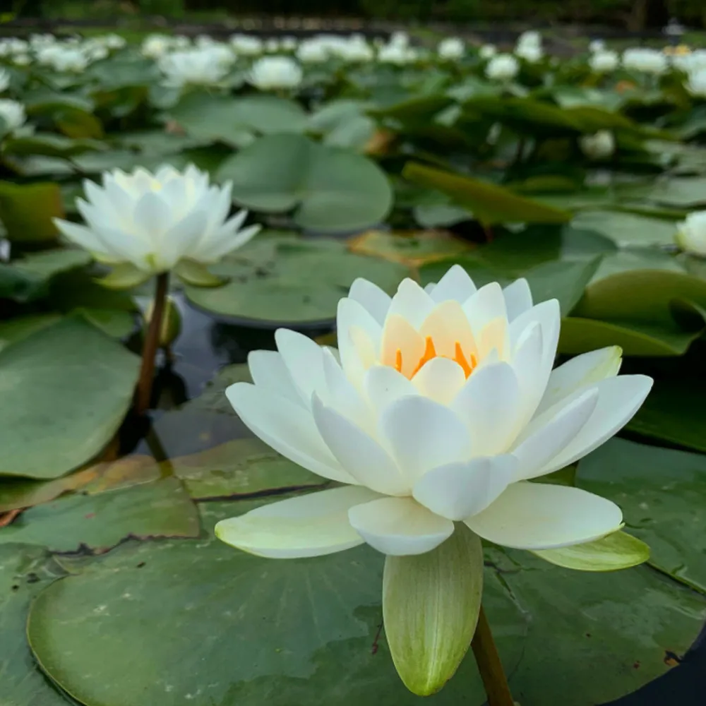 Latour-marliac - Nymphaea odorata - nénuphar mature en racines nues Discount