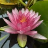 Latour-marliac Plantes De Bassin | - Nymphaea 'perry's super red' - nénuphar mature en racines nues