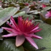 Latour-marliac Plantes De Bassin | - Nymphaea 'perry's red star' - nénuphar mature en racines nues