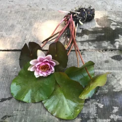 Latour-Marliac Plantes De Bassin | - Nymphaea 'Pink Sparkle' - nénuphar mature en racines nues avec tiges, feuilles et boutons.