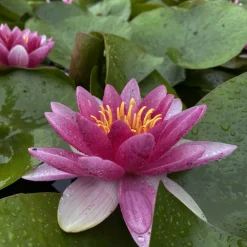 Latour-marliac Plantes De Bassin | - Nymphaea 'radiant red' - nénuphar mature en racines nues