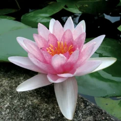 Latour-marliac Plantes De Bassin | - Nymphaea 'somptuosa' - nénuphar mature en racines nues
