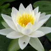 Latour-marliac Plantes De Bassin | - Nymphaea 'tuberosa maxima' - nénuphar mature en racines nues
