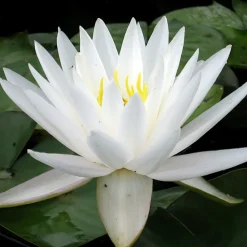 Latour-marliac Plantes De Bassin | - Nymphaea 'venus' - nénuphar mature en racines nues