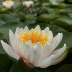 Latour-marliac Plantes De Bassin | - Nymphaea 'Walter Pagels' - nénuphar mature en racines nues avec tiges, feuilles et boutons.