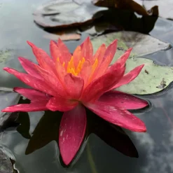 Latour-marliac Plantes De Bassin | - Nymphaea 'wanvisa' - nénuphar mature en racines nues