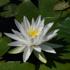 Latour-marliac Plantes De Bassin | - Nymphaea 'white star' - nénuphar mature en racines nues