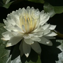 Latour-marliac Plantes De Bassin | - Nymphaea 'white 1000 petals' - nénuphar mature en racines nues
