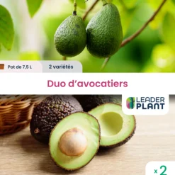 Leaderplant - Duo avocatiers - 2 variétés en pot de 7,5 l New