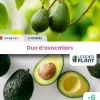 Leaderplant Fruitiers Et Agrumes | - Duo avocatiers - 2 variétés - lots de 6 pots de 7,5 l