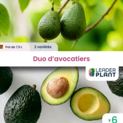 Leaderplant Fruitiers Et Agrumes | - Duo avocatiers - 2 variétés - lots de 6 pots de 7,5 l
