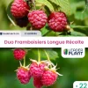 Leaderplant - Duo framboisiers longue récolte - 2 variétés - lot de 22 godets Online