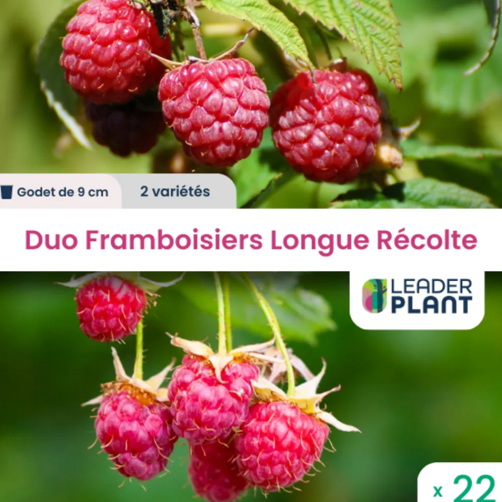 Leaderplant - Duo framboisiers longue récolte - 2 variétés - lot de 22 godets Online
