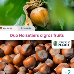 Leaderplant - Duo noisetiers à gros fruits - 2 variétés en pot de 6 l Discount
