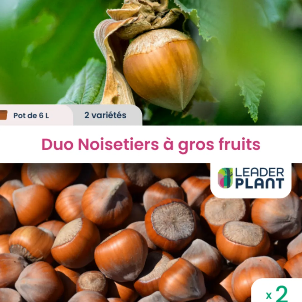 Leaderplant - Duo noisetiers à gros fruits - 2 variétés en pot de 6 l Discount