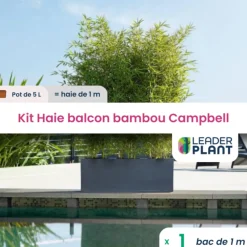 Leaderplant - Kit brise-vue balcon bambou campbell 5 l Hot