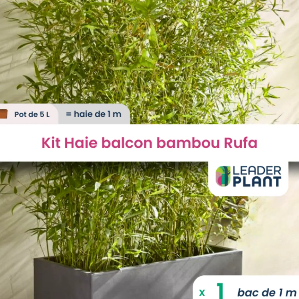 Leaderplant - Kit brise-vue balcon bambou rufa 5 l Outlet