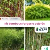 Leaderplant - Kit fargesias colorés - 4 variétés - lot de 4 plants en pot de 1 l Outlet