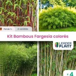 Leaderplant - Kit fargesias colorés - 4 variétés - lot de 4 plants en pot de 1 l Outlet