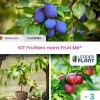 Leaderplant - Kit fruitiers nains fruit me ® - lot de 3 variétés en pot de 2,5 l New