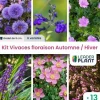 Leaderplant - Kit vivaces floraison automne / hiver - 6 variétés - lot de 13 godets Clearance