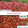 Leaderplant - Photinia 'red robin' 50/60 Clearance