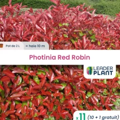 Leaderplant - Photinia 'red robin' 50/60 Clearance