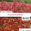 Leaderplant - Photinia 'red robin' 70/80 Online