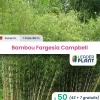 Leaderplant Bambous | - 50 x bambou fargesia campbell en pot de 5 l