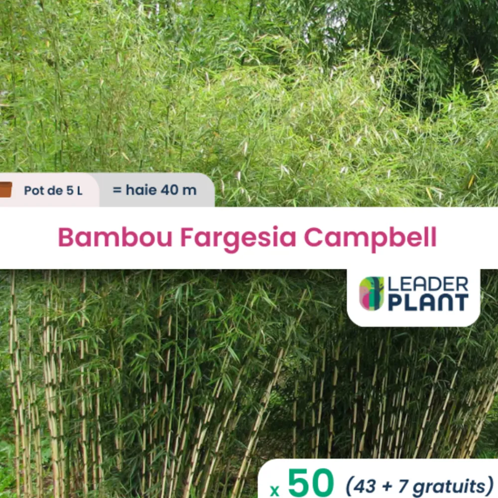 Leaderplant Bambous | - 50 x bambou fargesia campbell en pot de 5 l