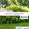 Leaderplant - 50 x bambou fargesia campbell en pot de 2 l Best