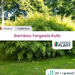 Leaderplant - 11 x bambou fargesia rufa en pot de 2 l New