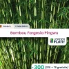 Leaderplant - 300 x bambou fargesia pingwu en pot de 1 l Best