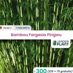 Leaderplant - 300 x bambou fargesia pingwu en pot de 1 l Best