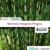 Leaderplant - 50 x bambou fargesia pingwu en pot de 5 l Sale