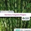 Leaderplant - 300 x bambou fargesia pingwu en godet Outlet