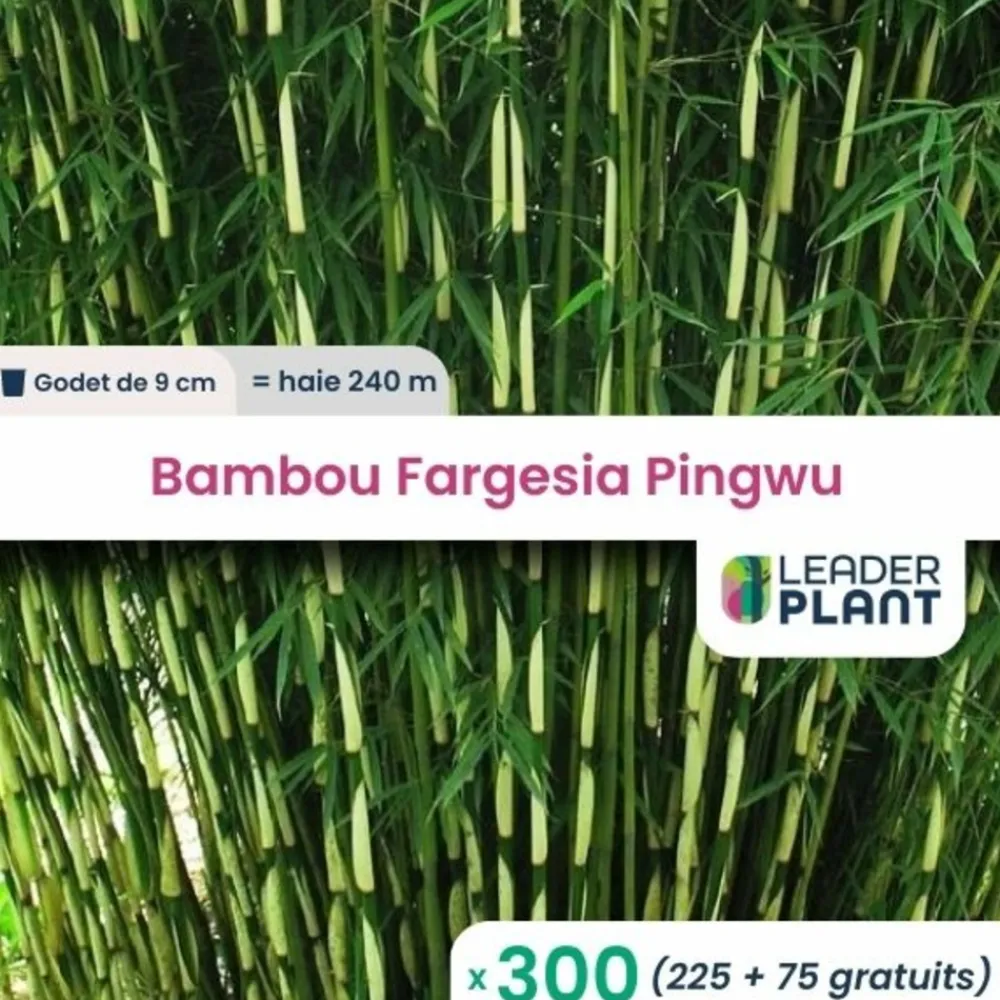 Leaderplant - 300 x bambou fargesia pingwu en godet Outlet