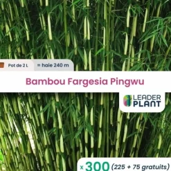 Leaderplant - 300 x bambou fargesia pingwu en pot de 2 l Clearance