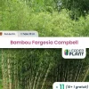 Leaderplant - 11 x bambou fargesia campbell en pot de 10 l Online
