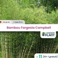 Leaderplant - 11 x bambou fargesia campbell en pot de 10 l Online