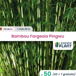 Leaderplant - 50 x bambou fargesia pingwu en pot de 2 l