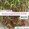 Leaderplant - 50 x bambou fargesia asian wonder 60/70 en pot de 2 l Discount