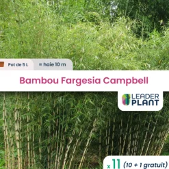 Leaderplant - 11 x bambou fargesia campbell en pot de 5 l Discount