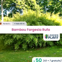 Leaderplant - 50 x bambou fargesia rufa en pot de 5 l Outlet