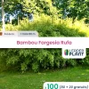 Leaderplant - 100 x bambou fargesia rufa en pot de 5 l Clearance